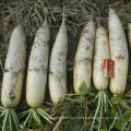 HR03 Dupo weiß kalt resistent OP Rettich Samen in Gemüsesamen